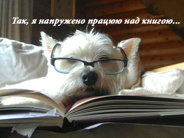 dog_glasses_book.jpg