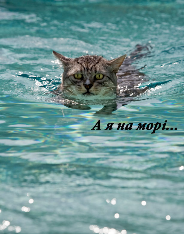 1swimming-cat.jpg